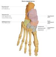 Fractura osului navicular - cauze, simptome și tratament