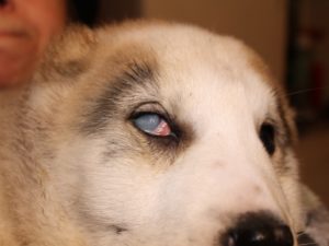 Thorn страна на куче причинява и третиране