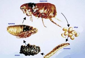 purici pisica arata ca ouă, larve, pupe și purici adulți la câini