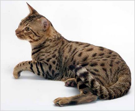 Sokoke (sokoke, Кения горска котка) Фото и видео, цена, характер