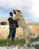 Куче туркменски алабай - описание и характеристики на породата