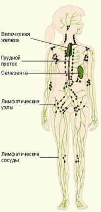 Къде са лимфните възли