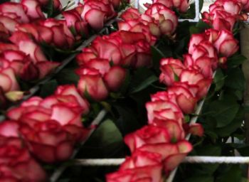 Холандска технология на отглеждане на рози