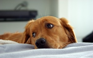 Ruptură a vezicii urinare într-un câine - o rețea de centre veterinare MEDVET
