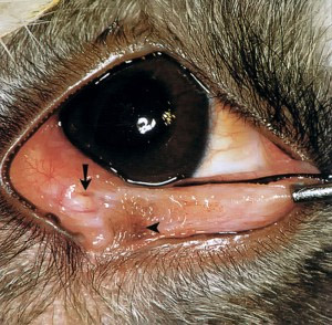 Dacryocystitis при кучета и котки - възпаление на слъзната торбичка