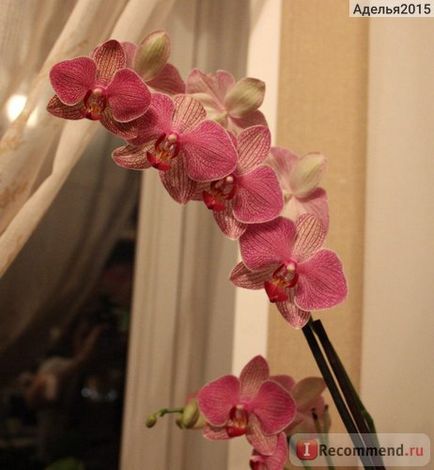 Orchid Phalaenopsis - 