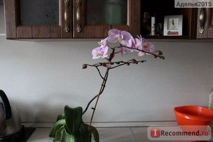 Orchid Phalaenopsis - 