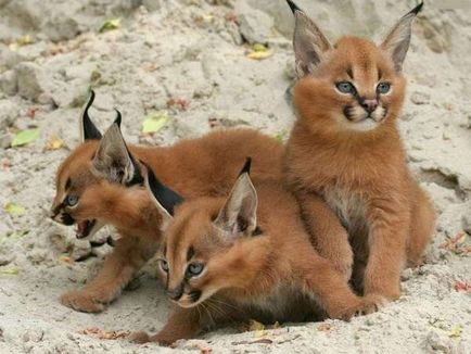 pisicile din rasa Caracal caracal sau