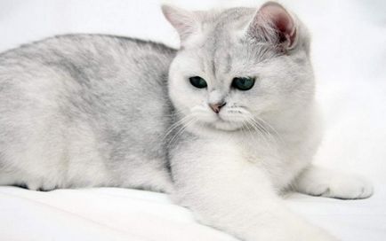 Стандартни цветове и цвят на британска късокосместа котки, най-добрите ни  приятели