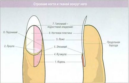 Структура и анатомия на нокътя