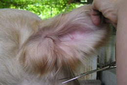 Golden Retriever Intretinere - ingrijire animale -% ifth1% 0% - pentru îngrijirea câine -% ifen1% 0% - Produs