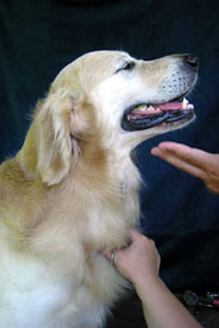 Golden Retriever Intretinere - ingrijire animale -% ifth1% 0% - pentru îngrijirea câine -% ifen1% 0% - Produs