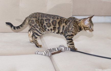 Pisica Bengal, la un preț accesibil, cumpăra o pisică Bengal în 