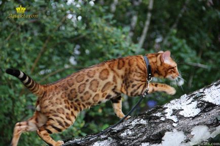 Pisica Bengal, la un preț accesibil, cumpăra o pisică Bengal în 