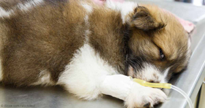 Инфузионна терапия кучета и котки - провеждане вливане във ветеринарната  практика в Москва