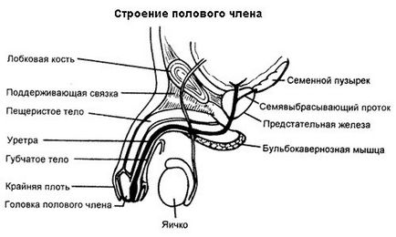Структурата на пениса анатомия, структурата