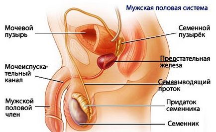 Структурата на пениса анатомия, структурата