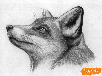 Cum să atragă capul unei vulpi cu creioane si faze stilou