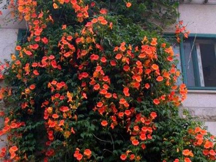 Увивни растения за балкони бързорастящи, многогодишни и годишни цветя
