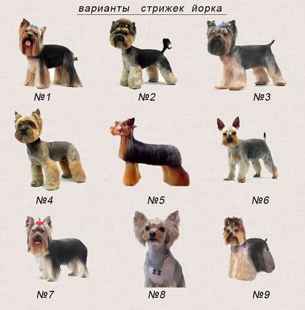 Преглед на породи кучета Йоркширски териер стандартни характеристики на  съдържанието и снимките