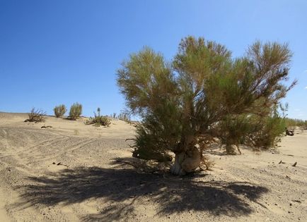 Saxaul - sivatagi növények egy rövid leírást, fotó, természeti terület