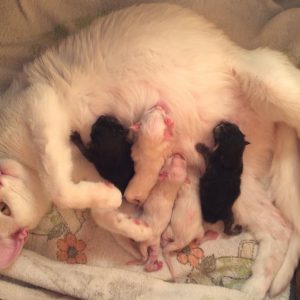 A macska a szülés után vérzés, mit kell tenni