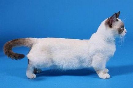 Munchkin котка Цена, Фото Видео, описание порода, преглед на собствениците