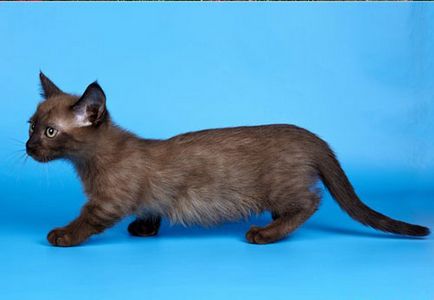 Munchkin котка Цена, Фото Видео, описание порода, преглед на собствениците
