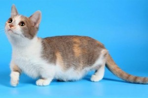 Munchkin pisica Pret, Foto Video, descriere rasa, proprietarii de 