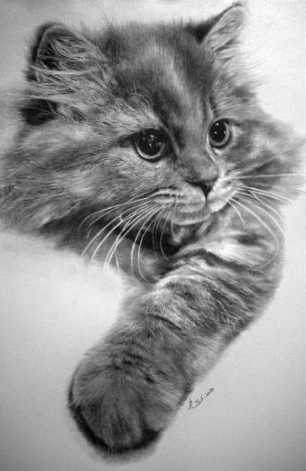 imagini ireale frumoase de pisici desenate în creion, de la Bro