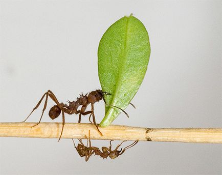 Milyen nehéz a hangya és a terhelés a súly tudja felemelni