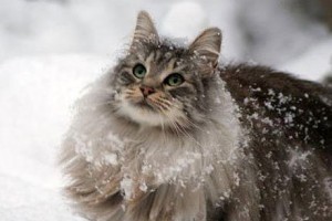 Норвежка горска котка снимки, цена, естеството на порода, описание, видео