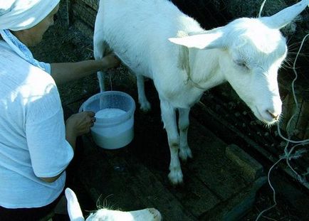 kecske tej cukorbetegség kezelésének