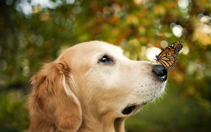 25 непоносимо сладко куче на носа, който седеше пеперуда