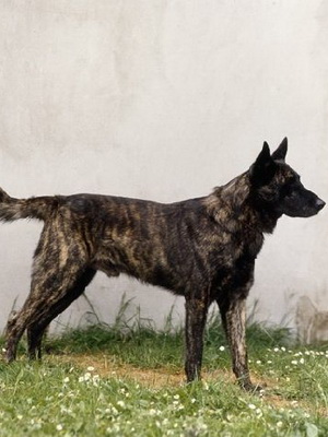 Shepherd olandez (Herder) câini foto, descrierea și istoria Ciobanesc  olandez rasa