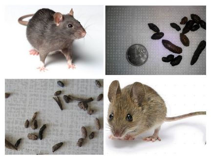 Patkány ürülék - fényképek és különbségek