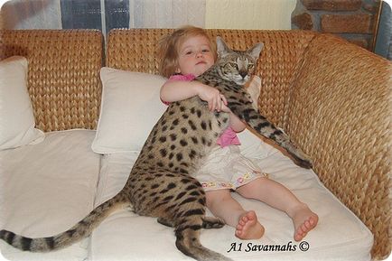 Savannah pisica, poze savana