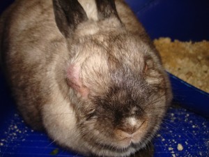 Pasteureloză simptomelor iepuri, semne ale bolii și tratamente (foto)