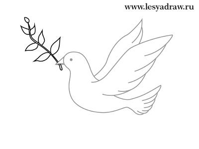 Cum să atragă un porumbel de pace în etape creion - lectii de desen - utile  cu privire