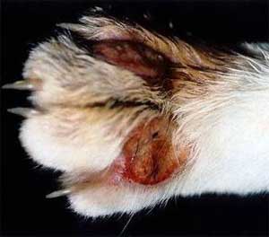 Eosinophil granuloma komplex macskák