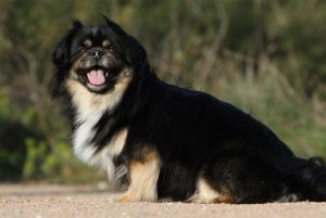 Тибетски шпаньол характеристика, описание, снимки, всичко за кучета