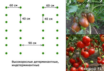 схема за засаждане на домати