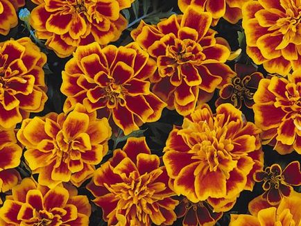 Marigolds cresc din semințe și îngrijire pentru răsaduri de