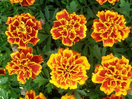 Marigolds cresc din semințe și îngrijire pentru răsaduri de