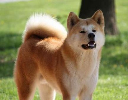 порода куче от филма "Hachiko най-верен приятел"