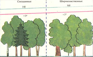 Смешанные и широколиственные леса рисунок