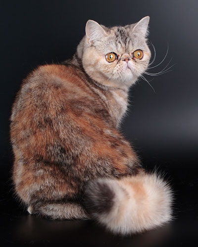 Породи котки със снимки