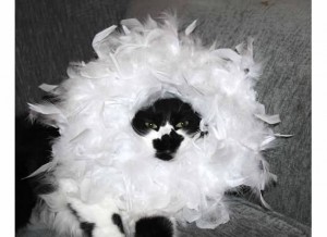 11 Costumes rapide et facile de bricolage d'Halloween pour votre chat (Halloween) 11 Costumes rapide et facile de bricolage d'Halloween pour votre chat