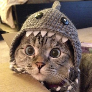 11 Costumes rapide et facile de bricolage d'Halloween pour votre chat (rapide) 11 Costumes rapide et facile de bricolage d'Halloween pour votre chat