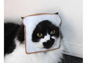 11 Costumes rapide et facile de bricolage d'Halloween pour votre chat (Halloween) 11 Costumes rapide et facile de bricolage d'Halloween pour votre chat